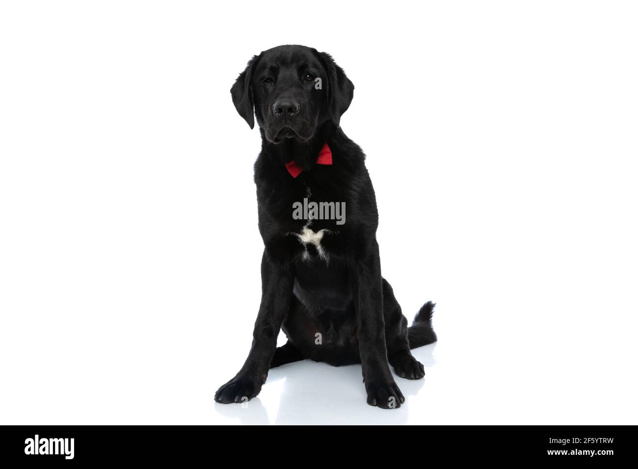 beautiful labrador retriever dog wearing a red bowtie and sitting ...