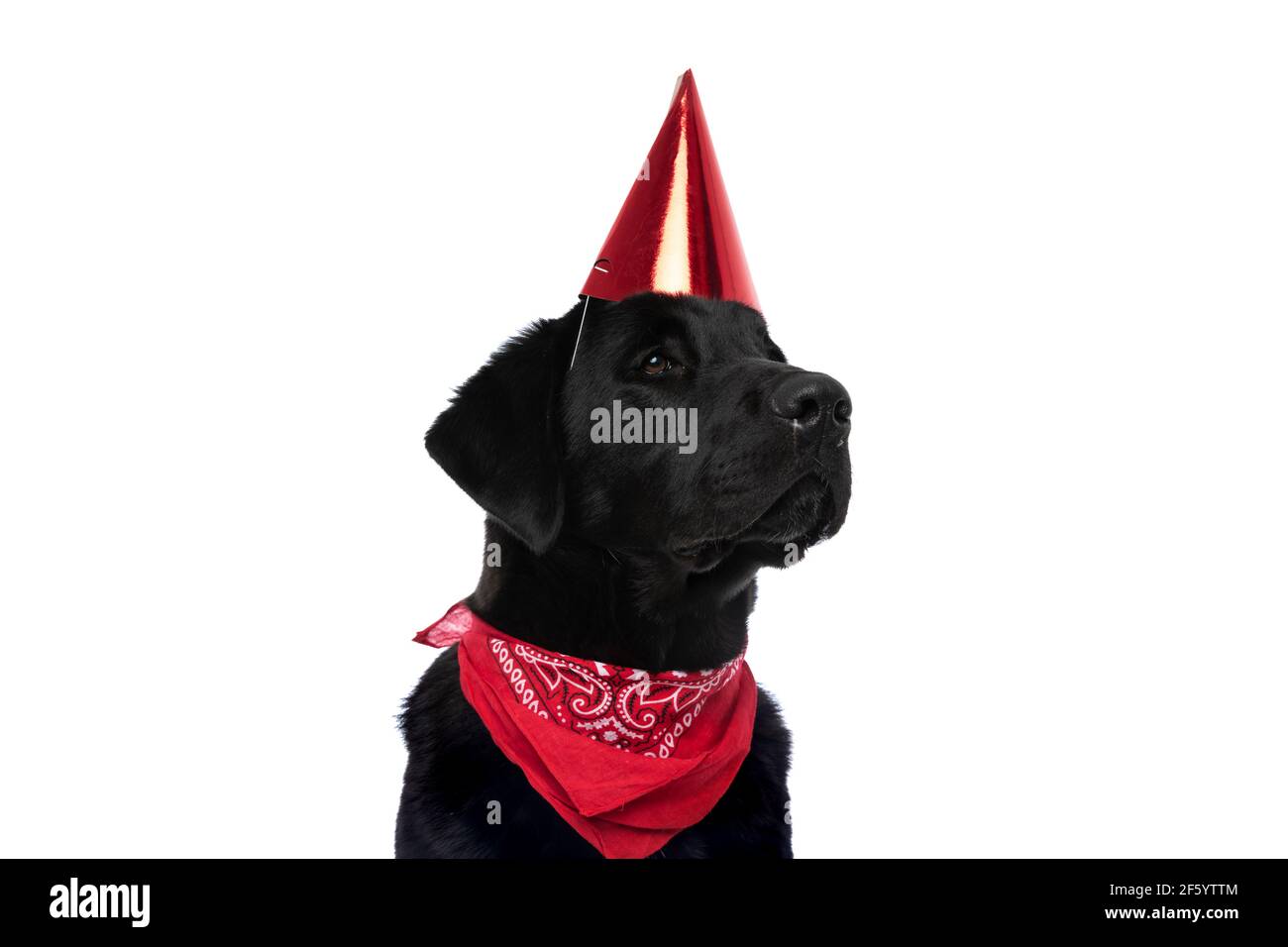side view of a cute labrador retriever dog wearing a birthday hat and ...