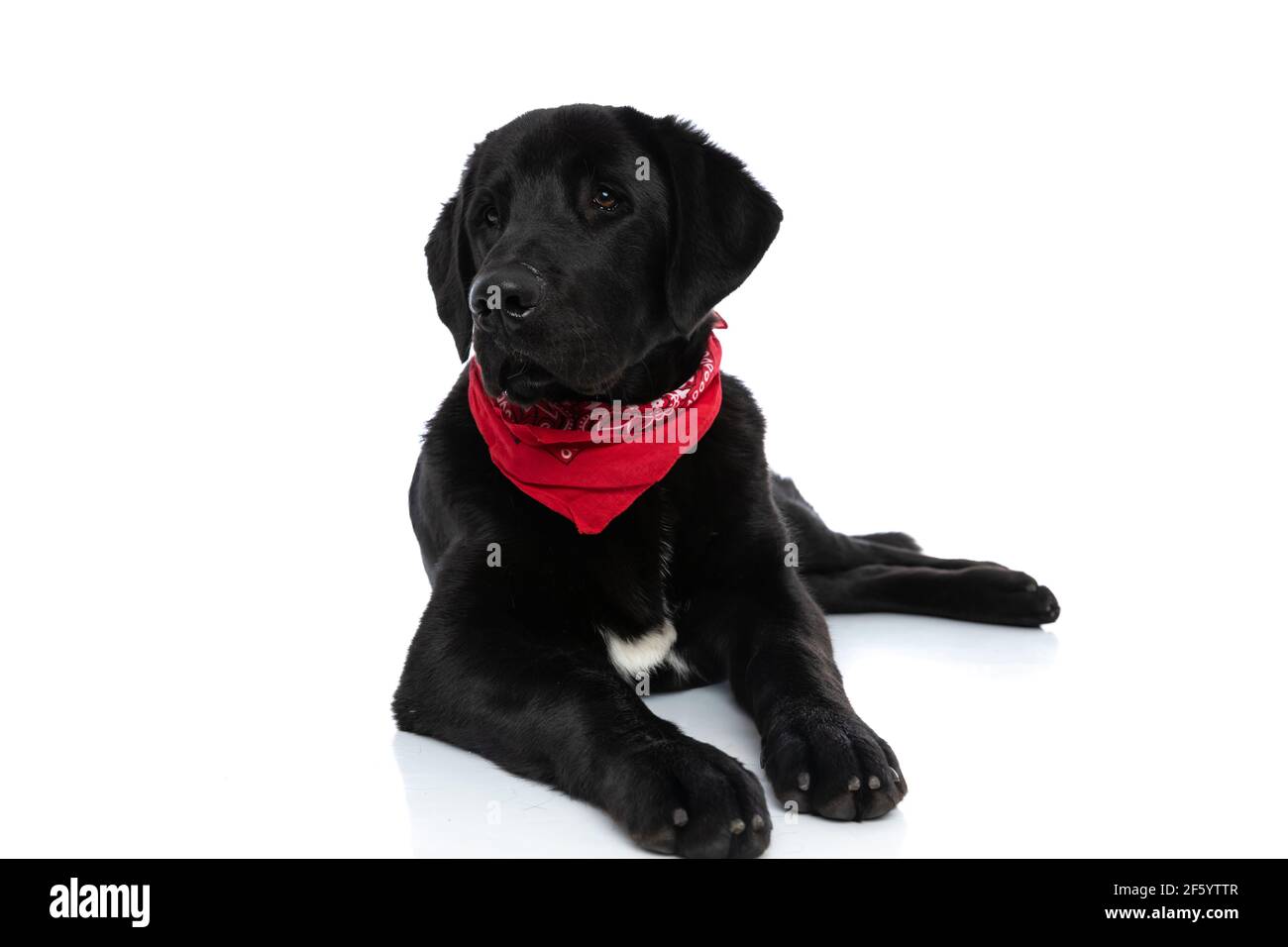 adorable labrador retriever dog lying down and wearing a red bandana  against white background Stock Photo - Alamy
