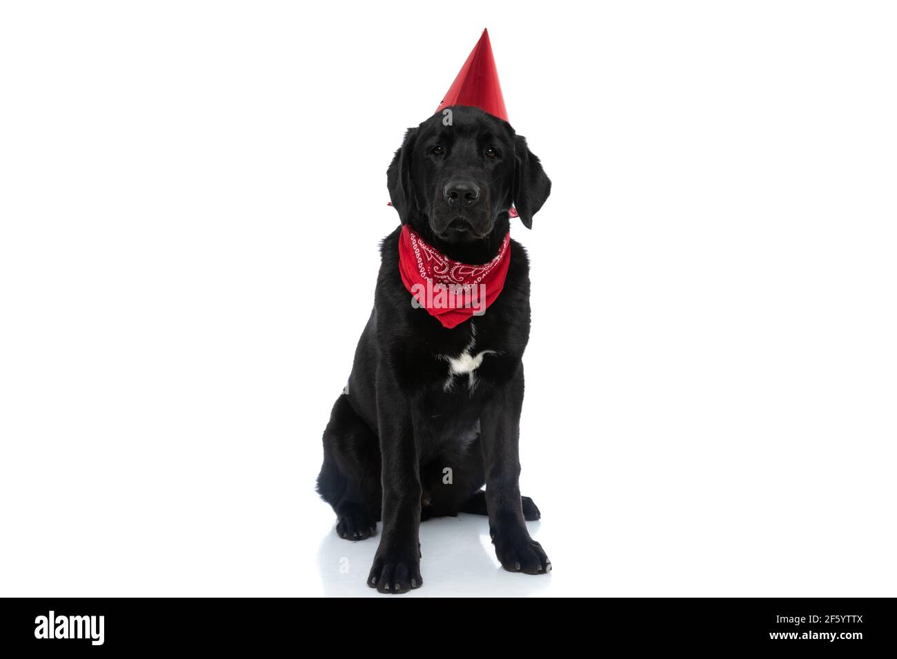 cute labrador retriever dog wearing a red birthday hat and bandana ...