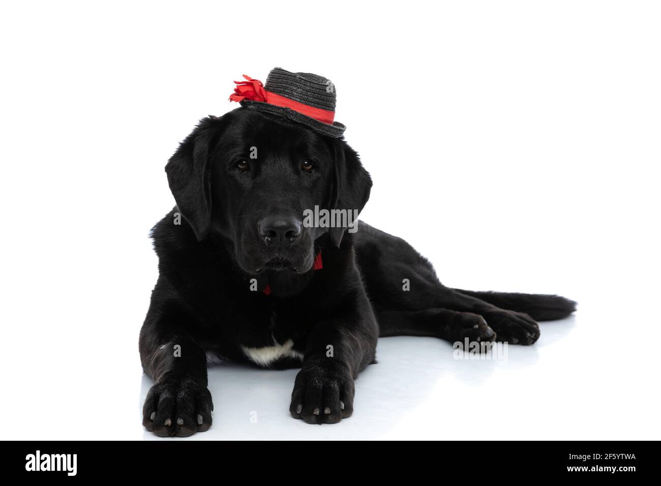elegant labrador retriever dog lying down and wearing a hat and a ...