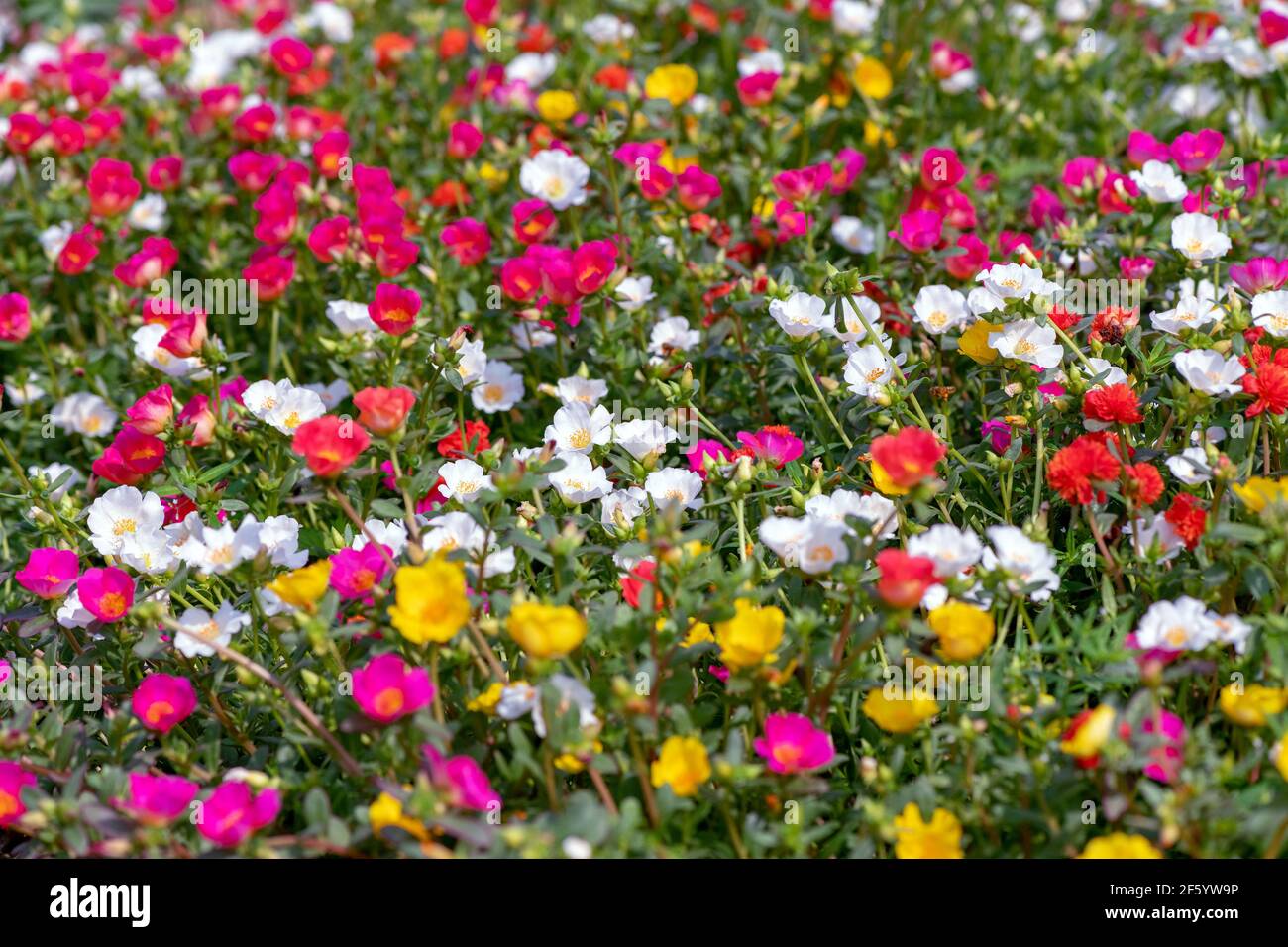 Portulaca Grandiflora High Resolution Stock Photography And Images Alamy