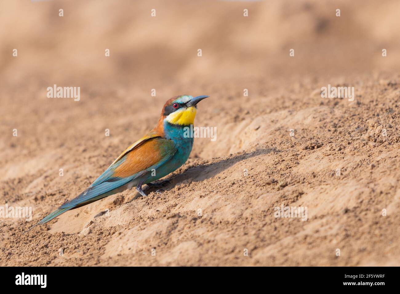 European bee-eater bird sit on a ground. Stock Photo