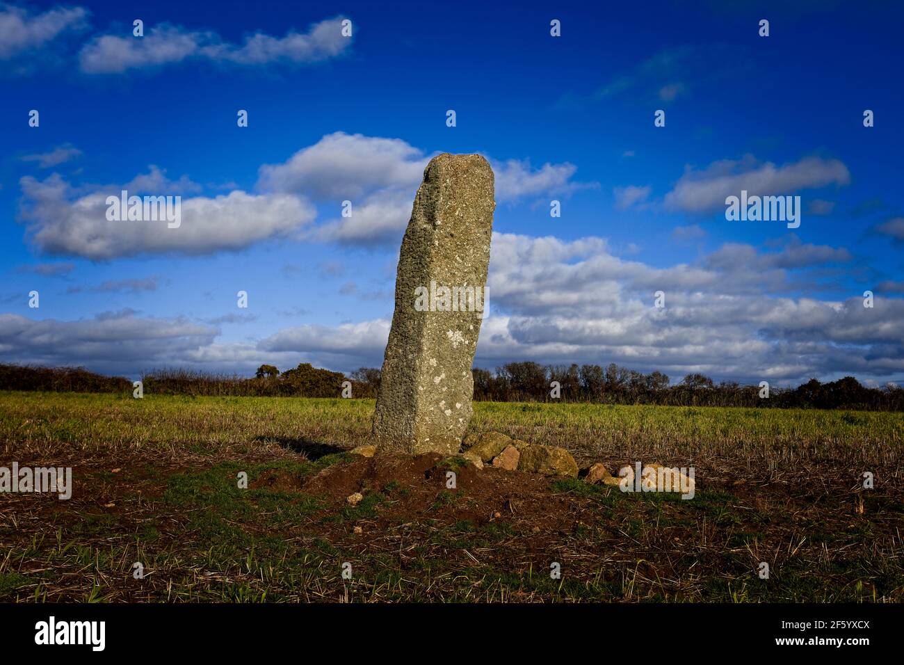 Standing Stone (Boscawen-Ros) in the middle of a field (Grid Ref SW 42814 23894) near St Buryan, Cornwall, UK. Stock Photo