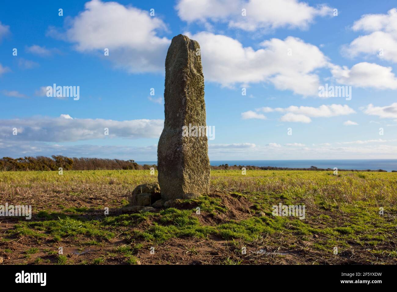 Boscawen-Ros, Standing Stone in the middle of a field (Grid Ref SW 42814 23894) near St Buryan, Cornwall, UK. Stock Photo