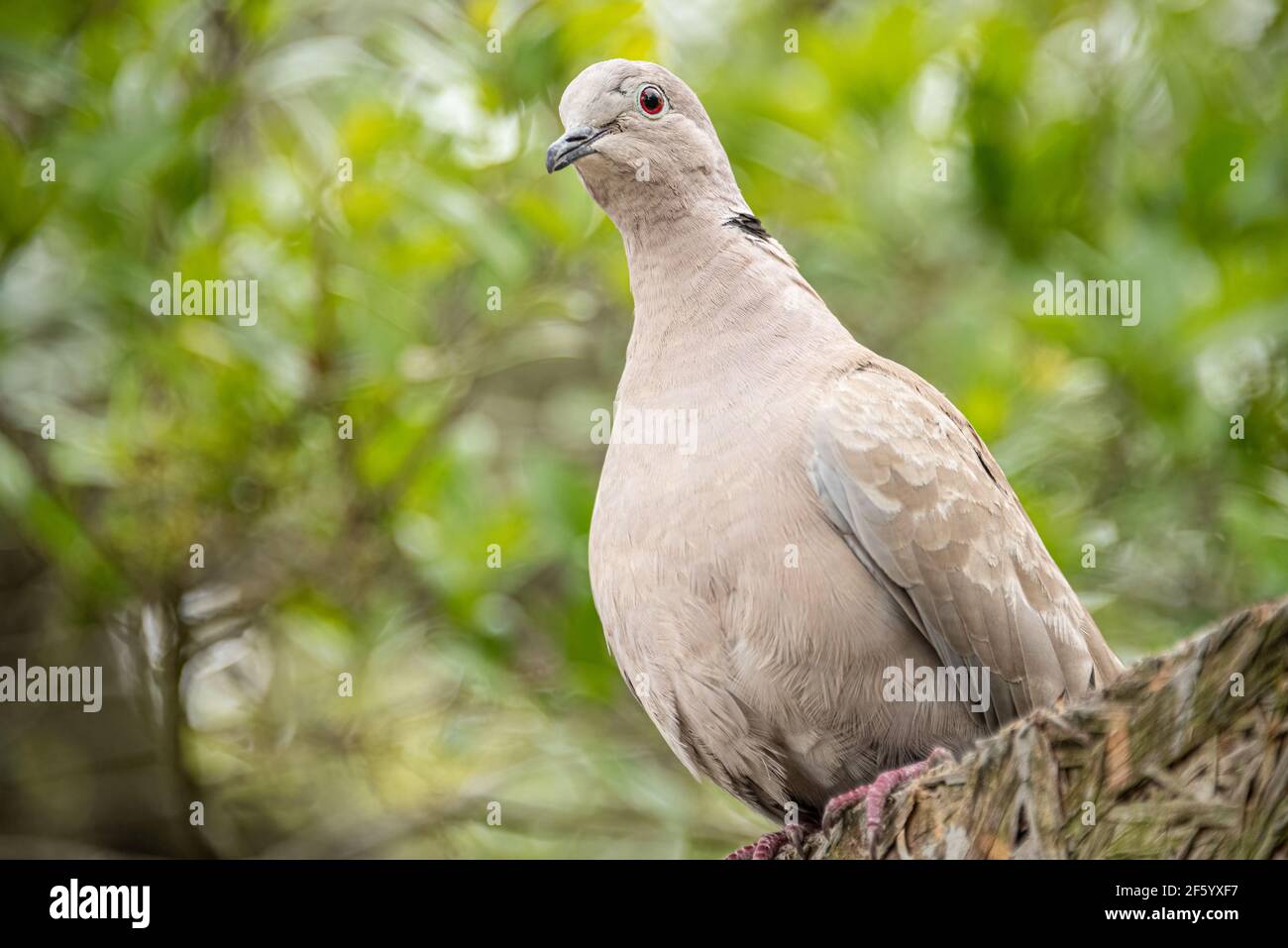 Eurasian collared-dove (Streptopelia decaocto) in St. Augustine, Florida. (USA) Stock Photo