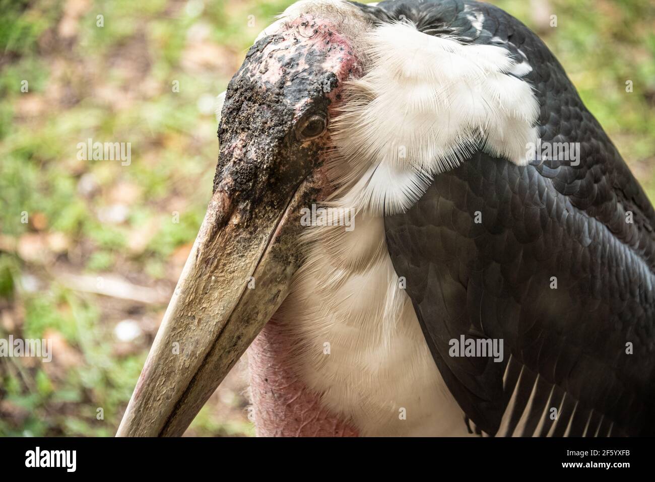 Close-up of South African Marabou stork (Leptoptilos crumenifer) at the St. Augustine Alligator Farm Zoological Park in St. Augustine, Florida. (USA) Stock Photo