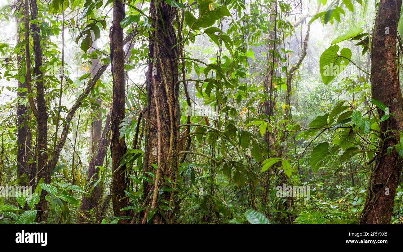 Lush vegetation in the understory of the cloudforest in Omar Torrijos National Park (El Cope), Cordillera Central, Cocle province, Republic of Panama. Stock Photo