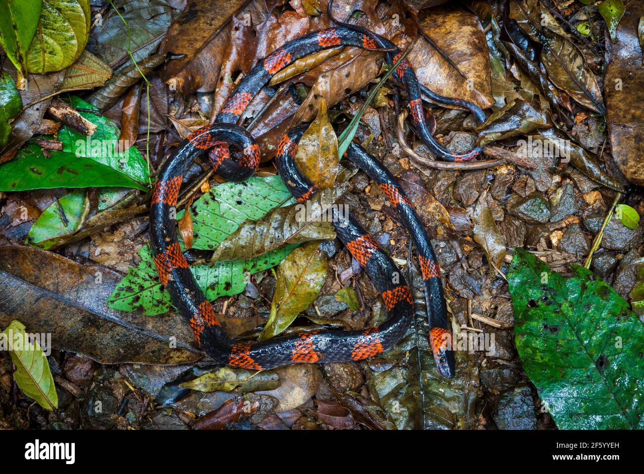 Calico False Coral snake,Oxyrhopus petolarius, on the ground in the cloudforest of Omar Torrijos national park, Cocle province, Republic of Panama. Stock Photo