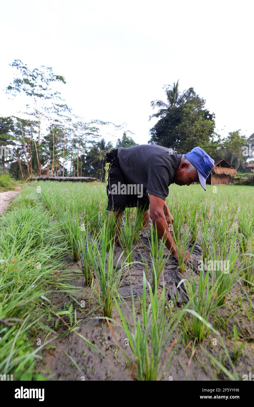 The picturesque Tegallalang Rice Terrace in Bali, Indonesia. Stock Photo