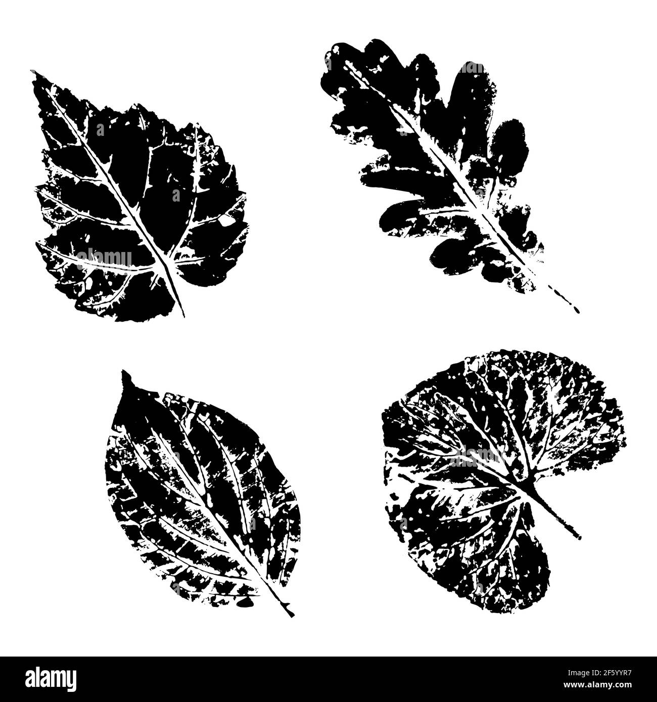 Ink print leaves. Black ink prints of leaves of trees and bushes Stock Vector