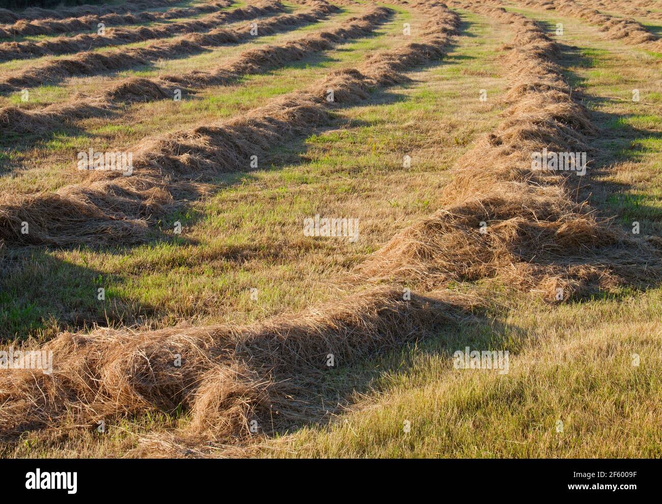 Haymaking: grassland with raked and dried mown grass Stock Photo