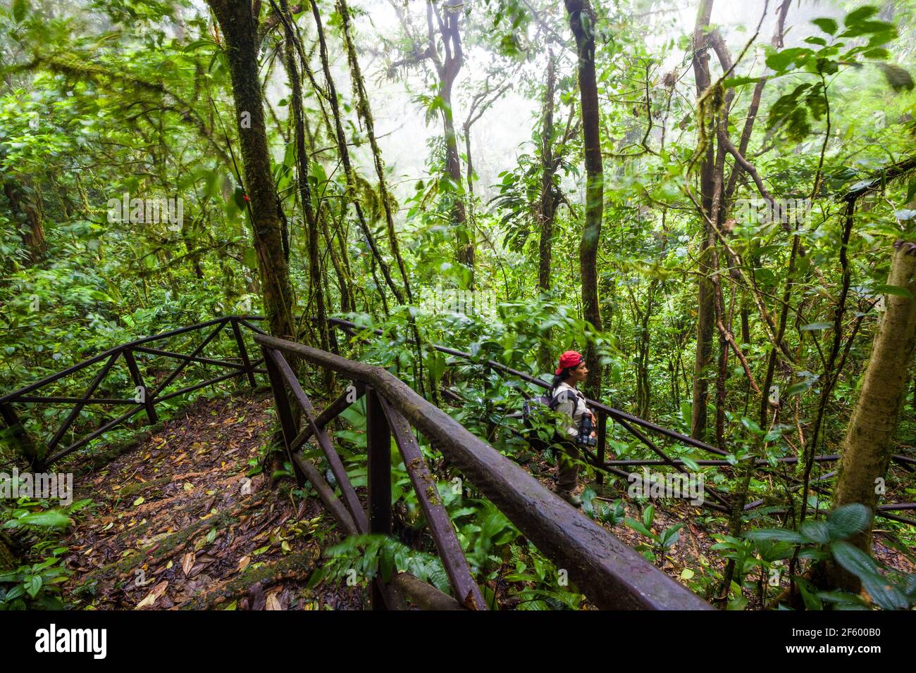 Hiker on a trail inside the dense and lush cloudforest of Omar Torrijos national park, Cocle province, Republic of Panama. Stock Photo