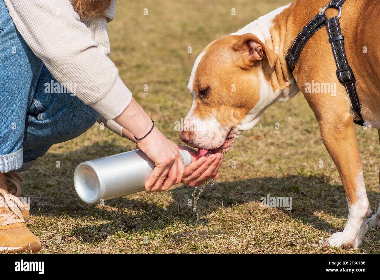 Dog drinking water from the hand of a girl, hydrate dog is important is summer Stock Photo