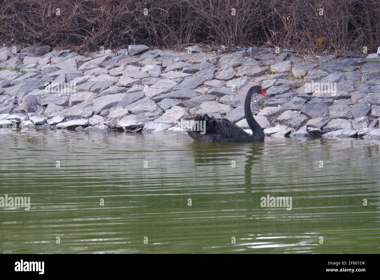 Ledsager Memo Lull Page 4 - Valentine And Swan High Resolution Stock Photography and Images -  Alamy