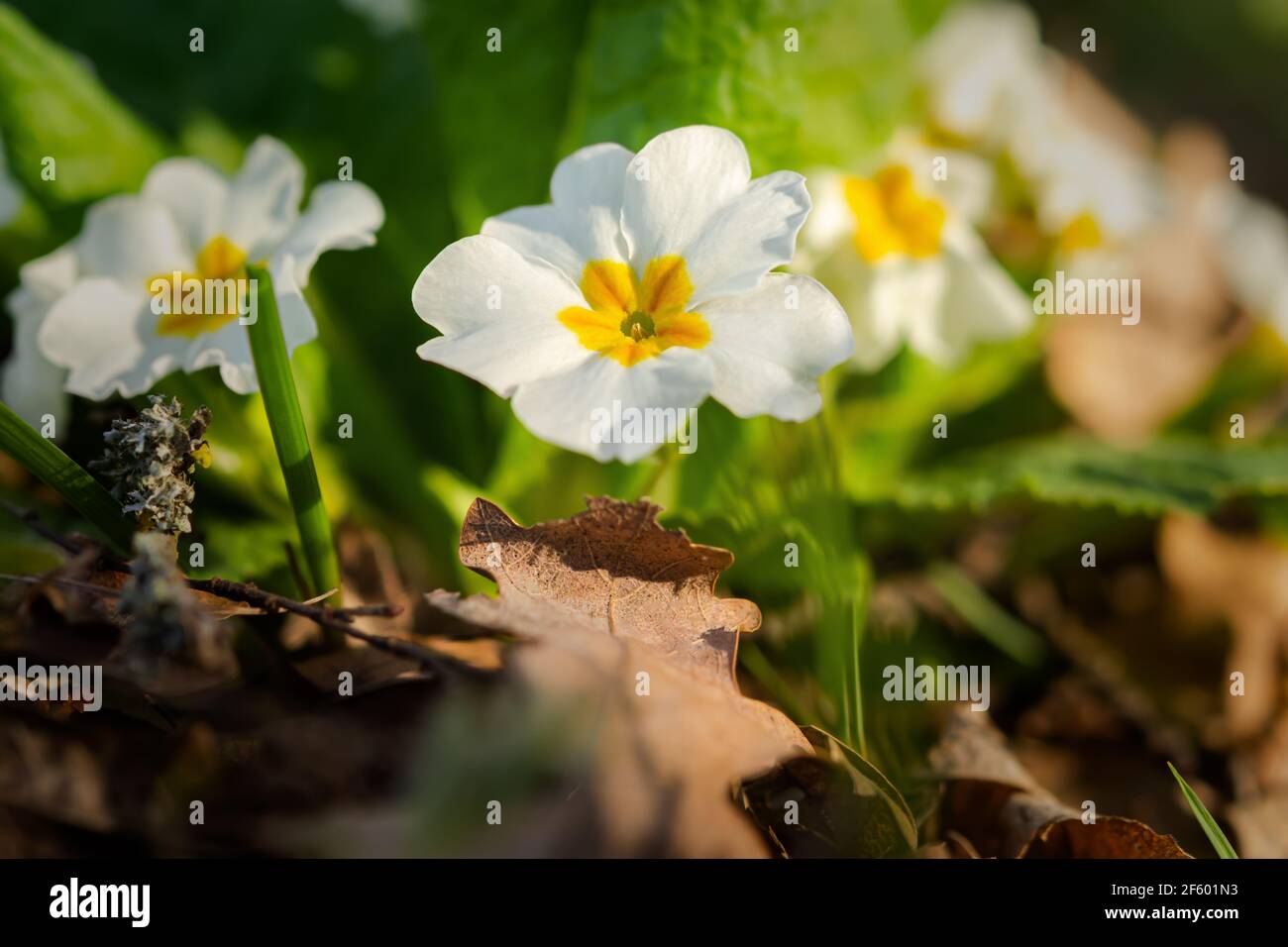 Primrose forest bloomed in the spring. A beautiful soft yellow flower close-up in the bright rays of the sun. Macro of wild forest flowers. Natural gr Stock Photo