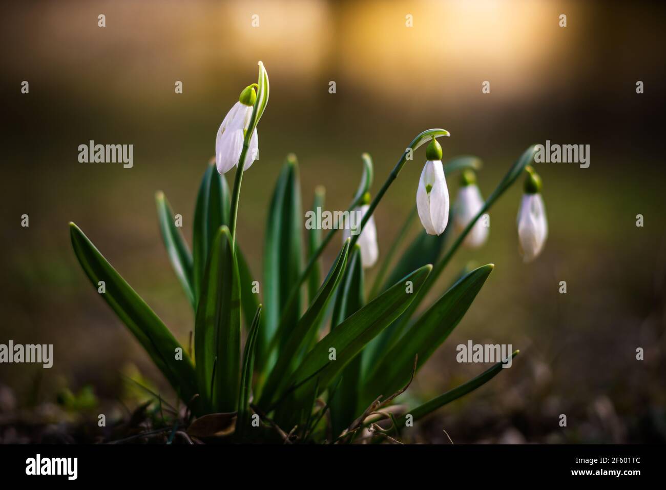 Snowdrop or common snowdrop (Galanthus nivalis) flowers in the forest with warm sunshine at background at springtime. The first flowers of the Spring Stock Photo