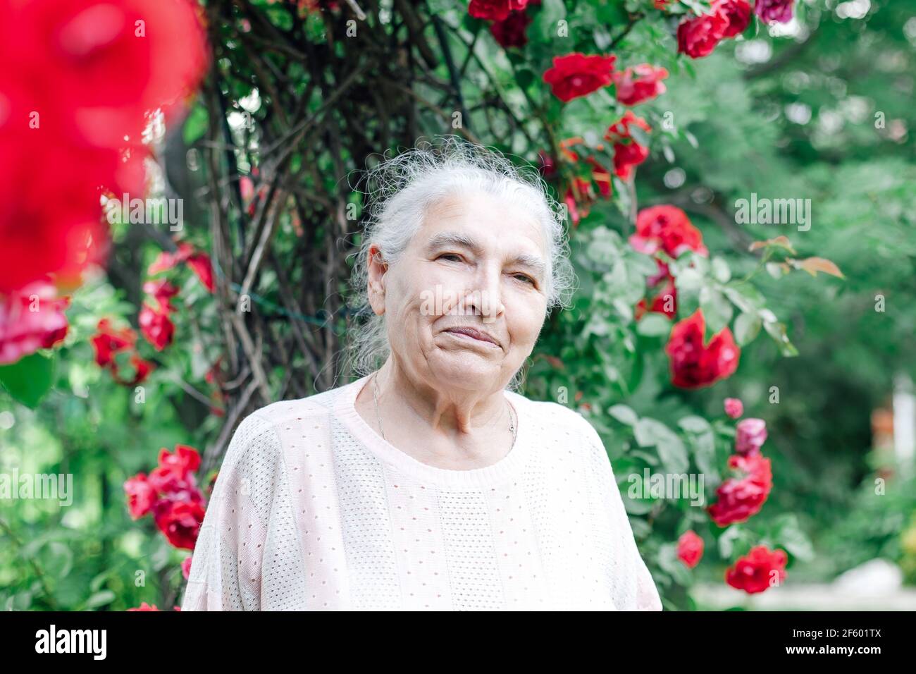 close-up portrait of a gray-haired, wrinkled old lady in a park near a wild rose or briar bush Stock Photo