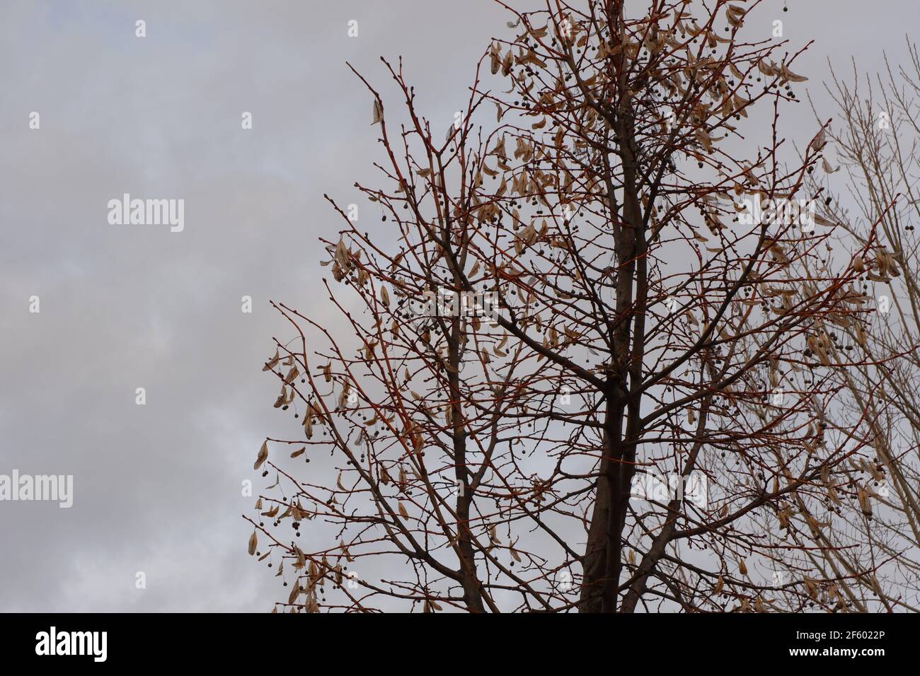 Top of tree without leaves in autumn in a cloudy weather Stock Photo