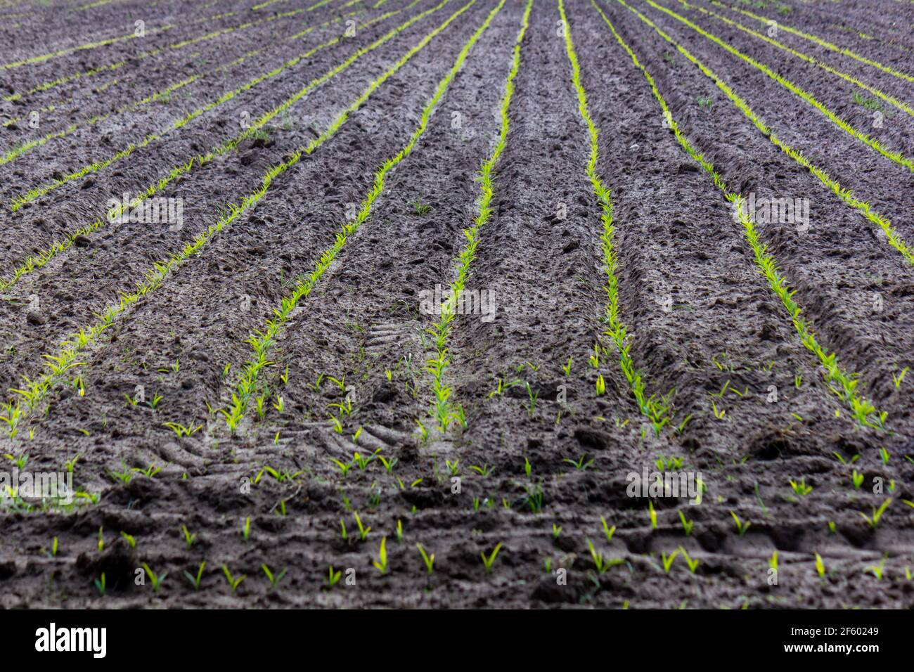 Rows of newly planted corn during spring (Malle, Belgium) Stock Photo