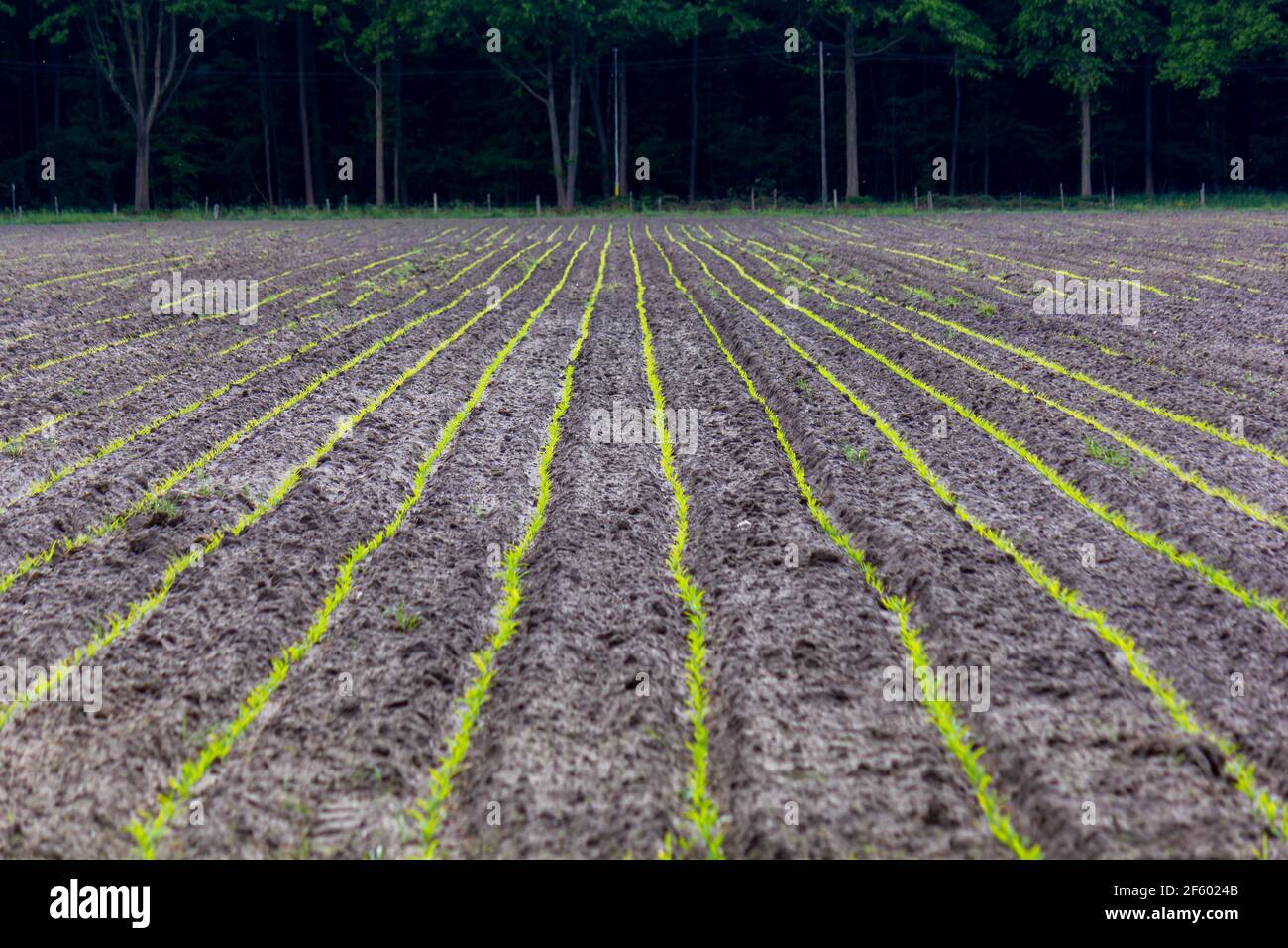 Rows of young corn plants during springtime in Belgium Stock Photo