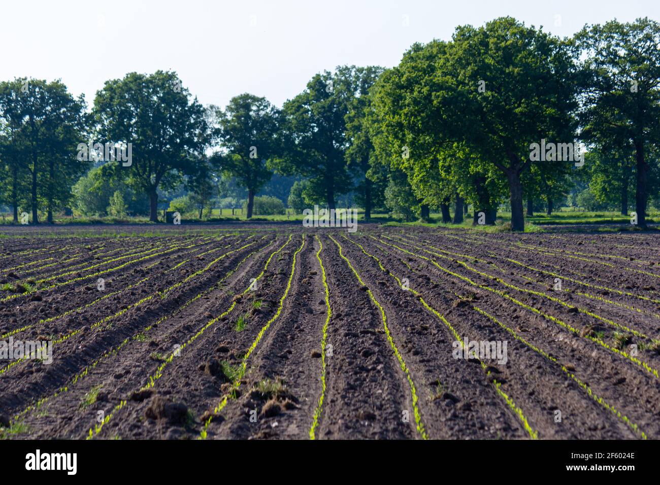 Field with freshly planted corn during springtime in Malle, Belgium Stock Photo