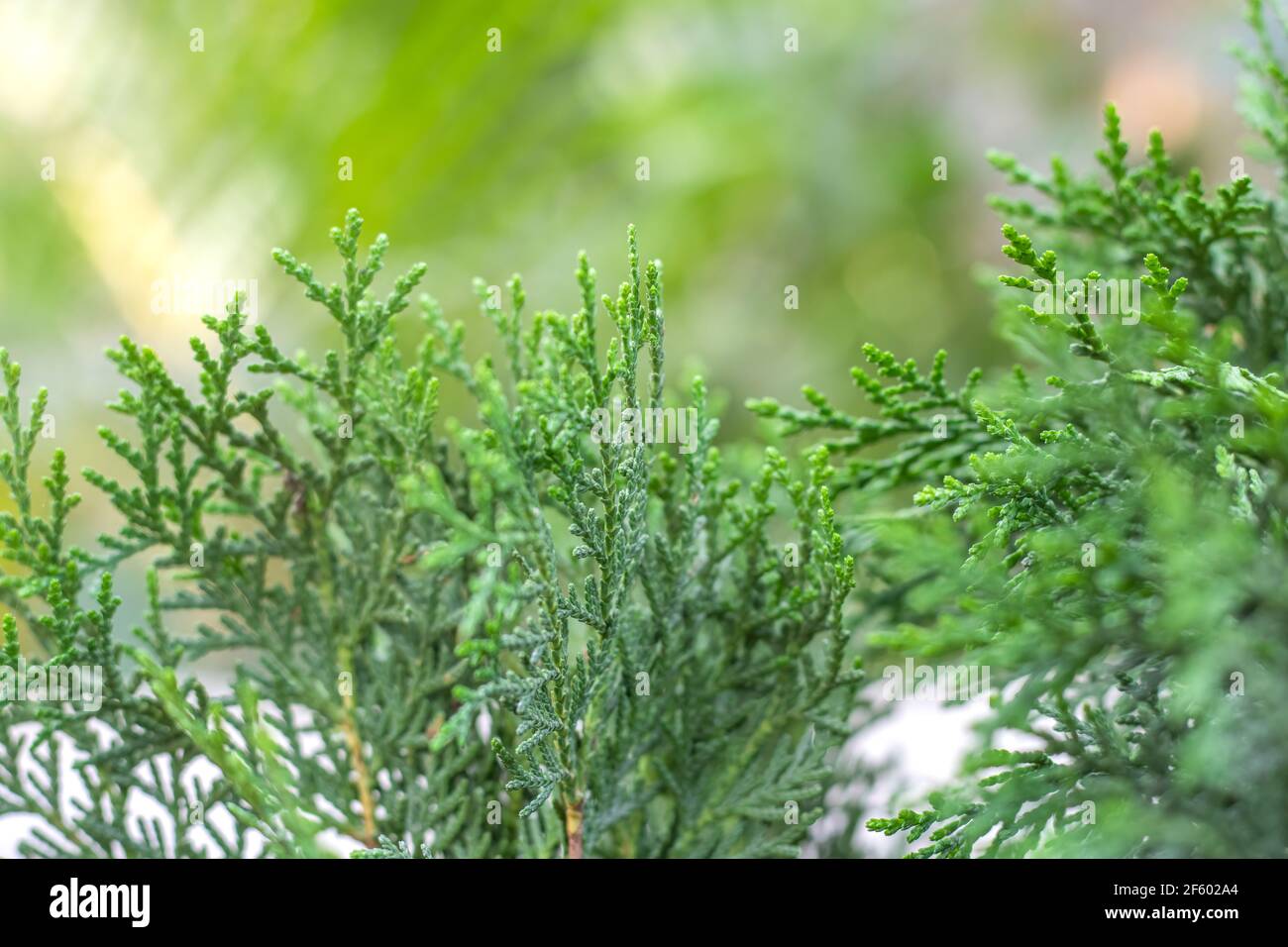 Decorative Thuja tree close up view with selective focus Stock Photo
