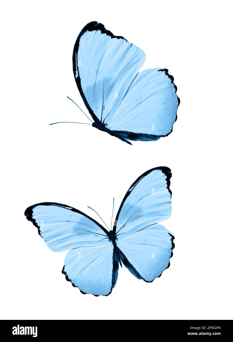Blue butterflies isolated on white background. tropical moths. insects ...