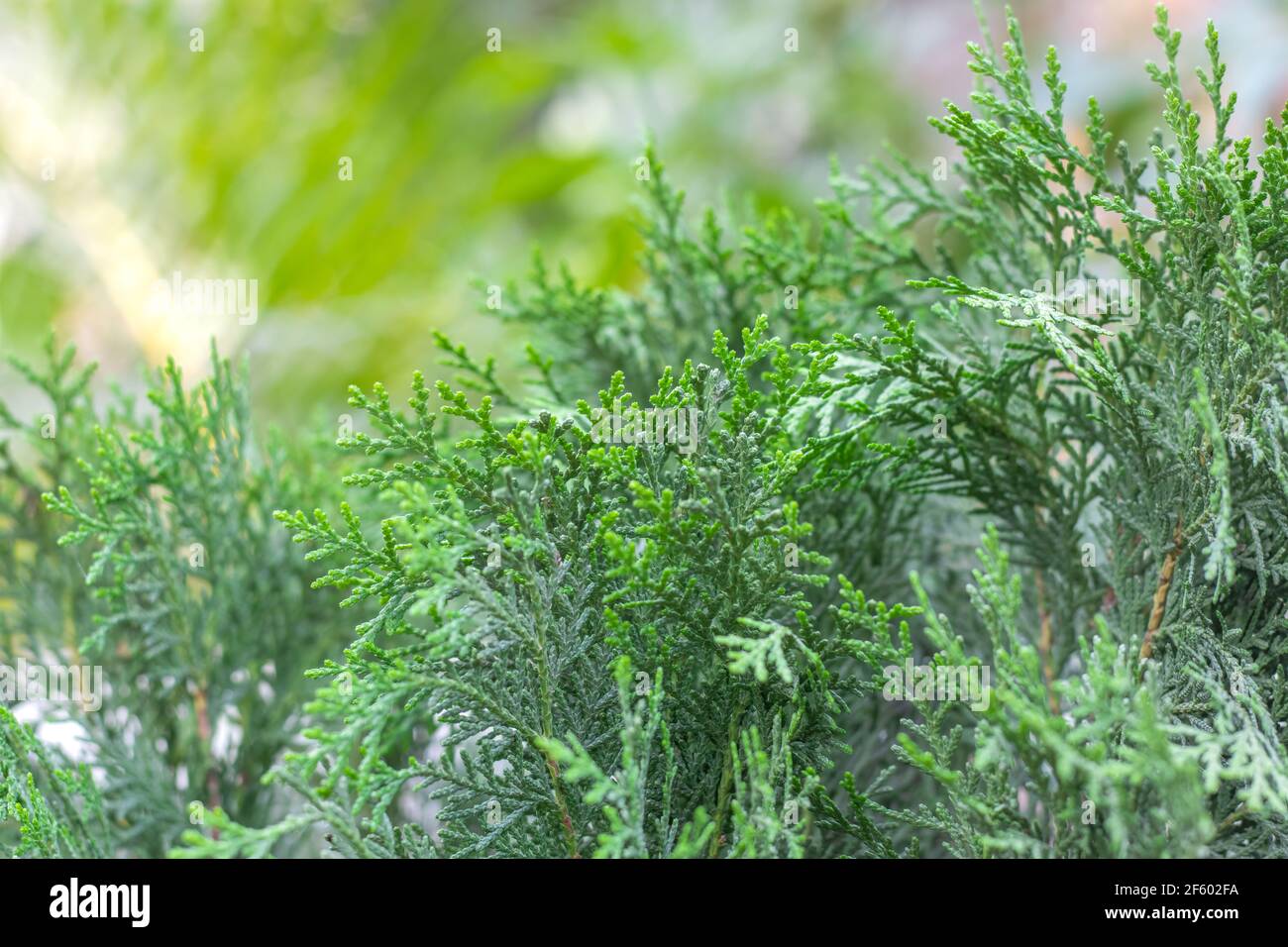 Thuja tree close up view with soft green bokeh background Stock Photo