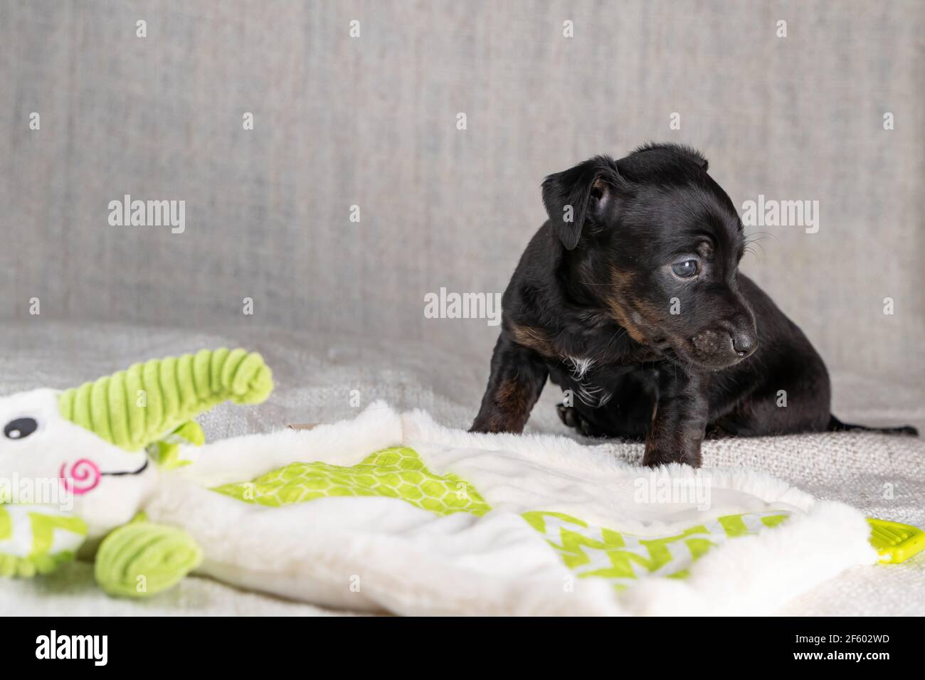 A brindle and white Jack Russell Terrier mixed breed dog looking at the  camera with a head tilt Stock Photo - Alamy, image size:1300x956