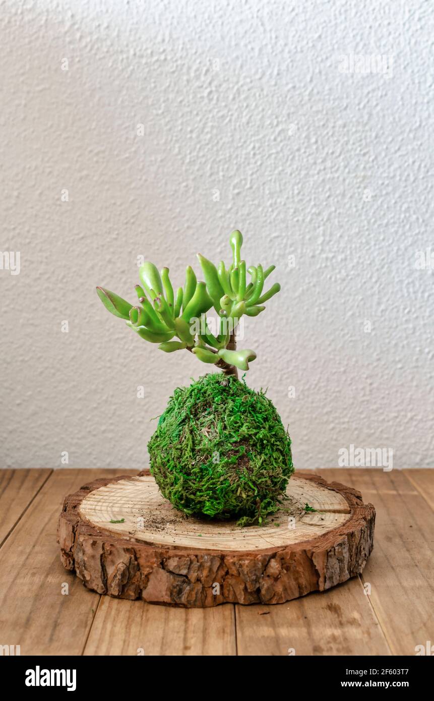 Small kokedama (moss ball) of a succulent plant called Crassula ovata gollum or hobbit Stock Photo