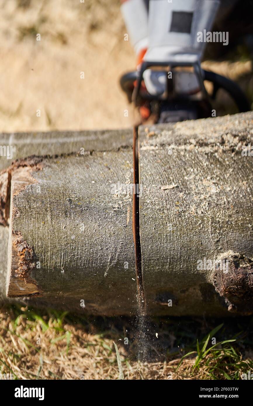 Logger cutting big tree hi-res stock photography and images - Alamy