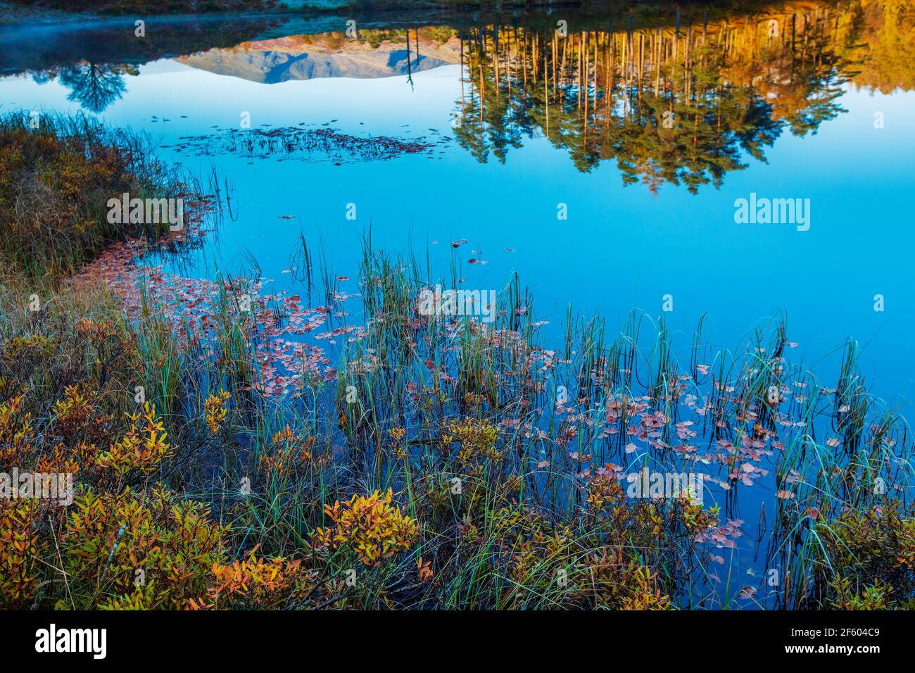 Close up of Tarn Hows lake in Cumbria with vibrant aquatic plants and reflections of the surrounding hills and trees Stock Photo