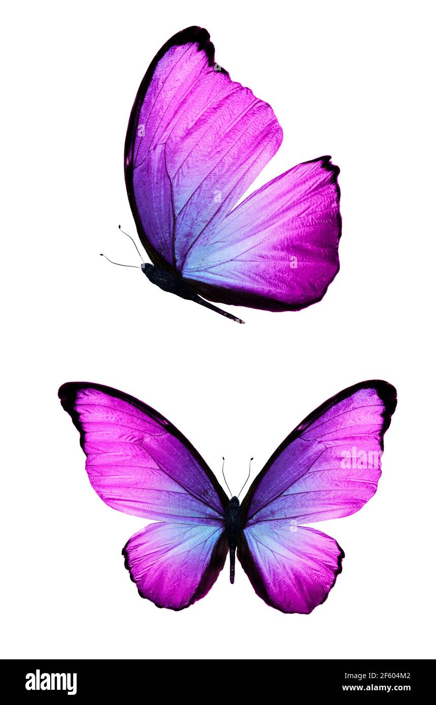 purple butterfly isolated on white background Stock Photo - Alamy