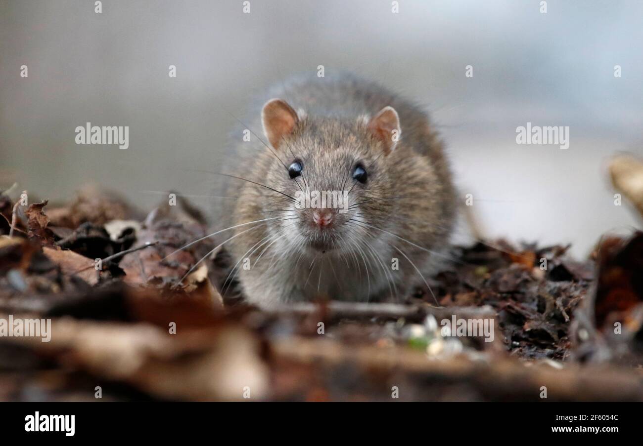 Wild Rats Images Images of wild animals hi-res stock photography and images - Alamy