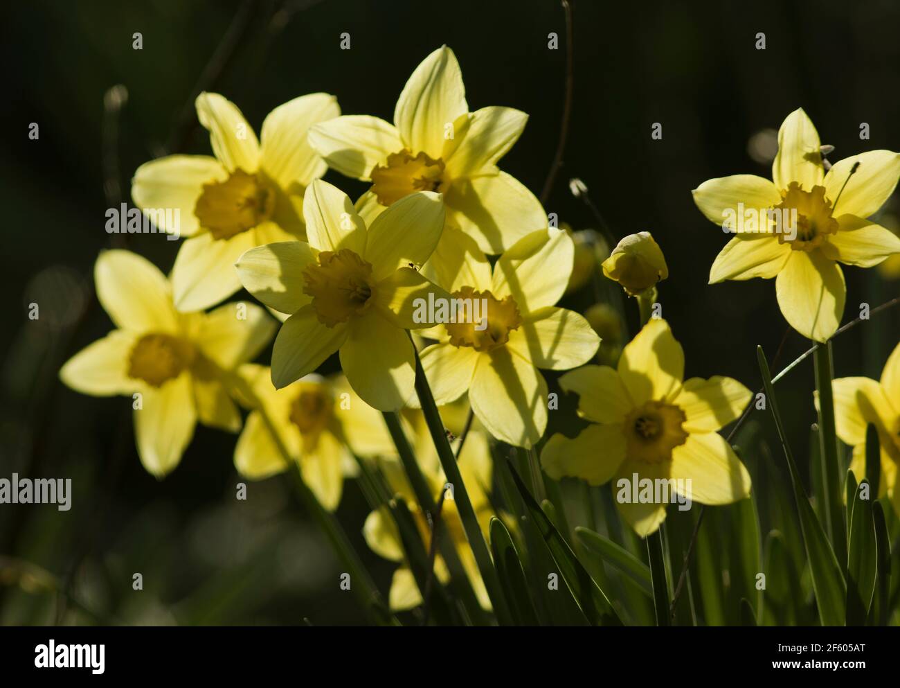 In spring the beds of daffodils erupt in parks, gardens and woodlands bringing an end to the drabness of winter. The Daffodil was introduced to the UK Stock Photo