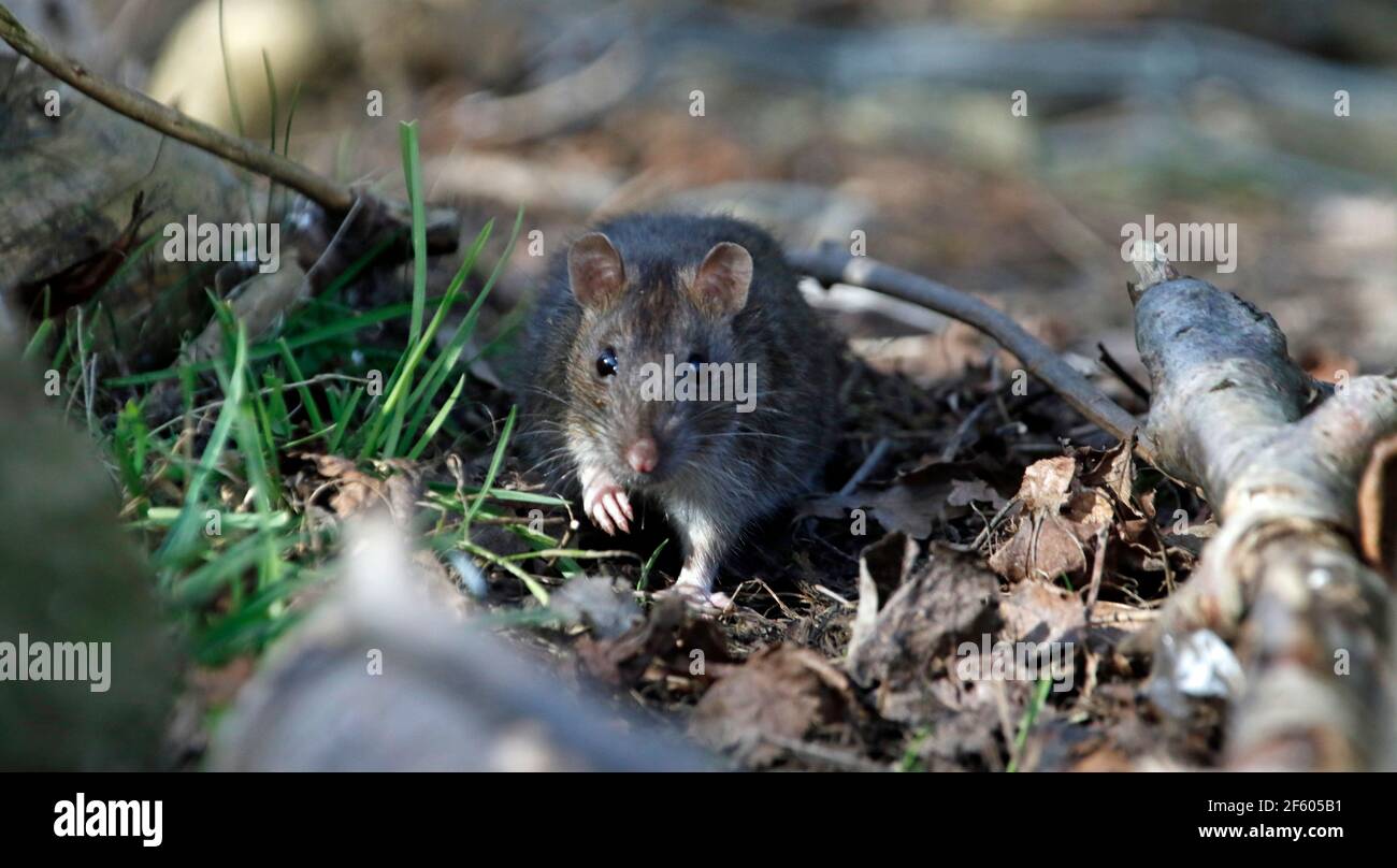 Wild rats foraging in the woods Stock Photo