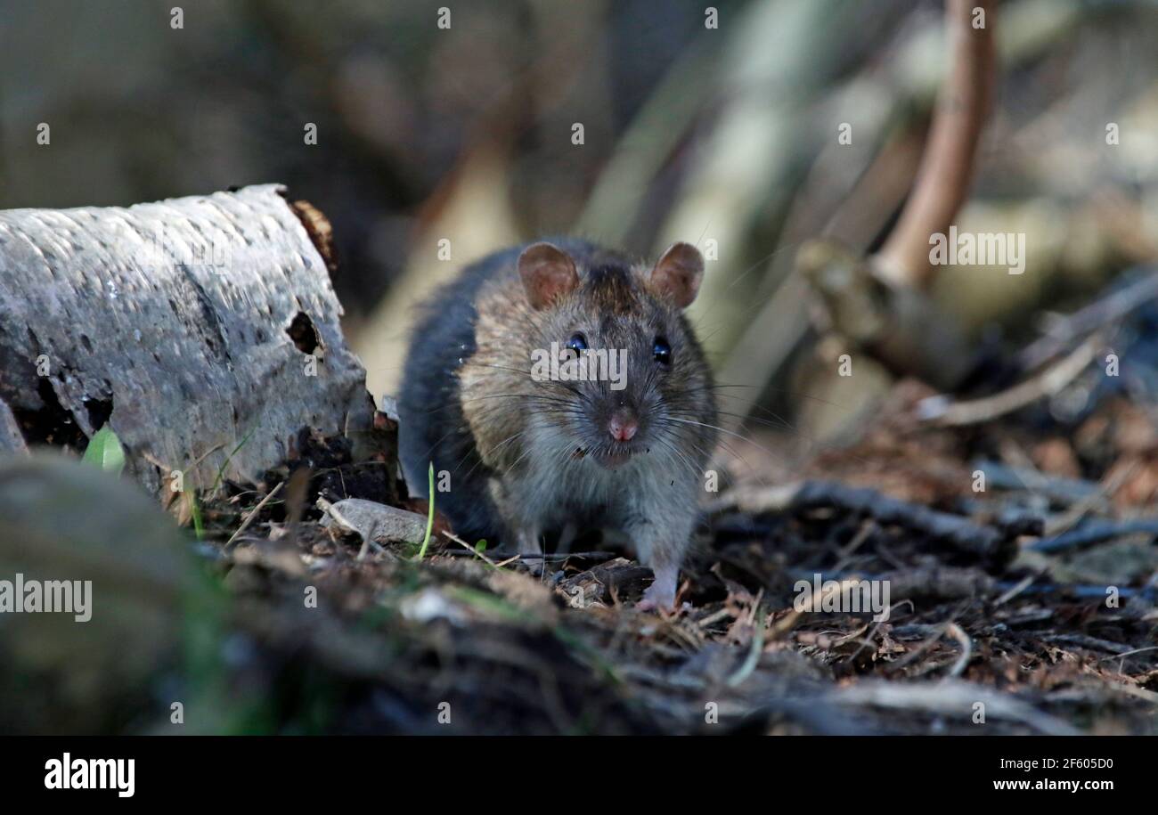 Wild rats foraging in the woods Stock Photo