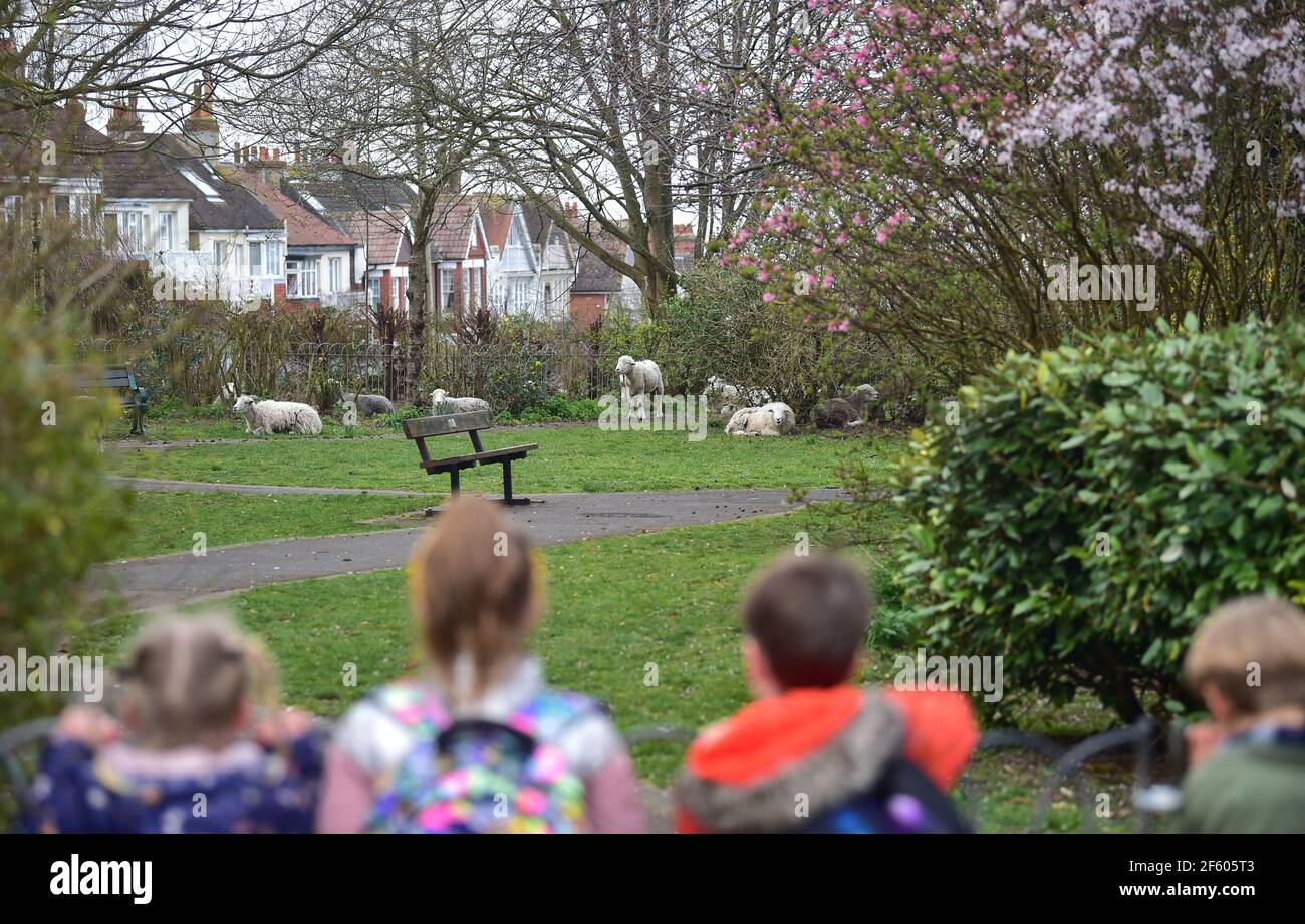 Brighton UK 29th March 2021 - A flock of sheep that mysteriously turned up overnight in the Quiet Garden at Queens Park in Brighton had to be rescued by the city council's shepherds this morning . The sheep are believed to have come from Tenantry Down near Brighton Racecourse about half a mile away:  Credit Simon Dack / Alamy Live News Stock Photo