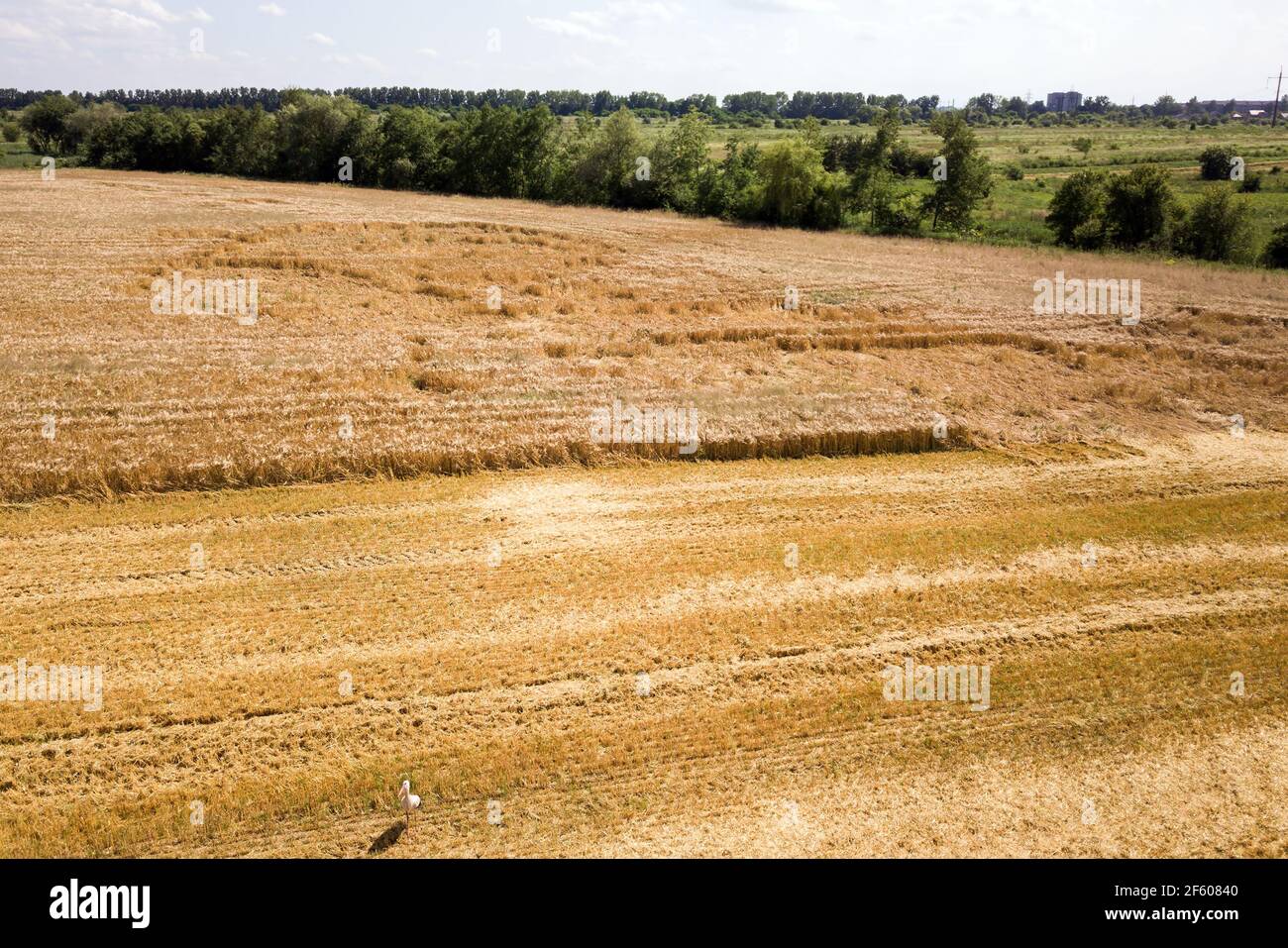 Aerial view of ripe farm field ready for harvesting with fallen down broken by wind wheat heads. Damaged crops and agriculture failure concept. Stock Photo