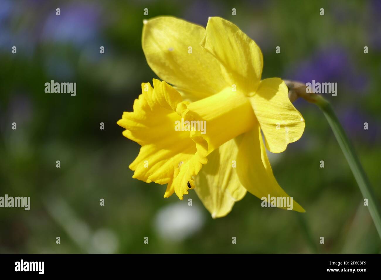 Gelbe Narzisse, Narzissenblüte  (Narcissus Pseudonarcissus), Deutschland Stock Photo