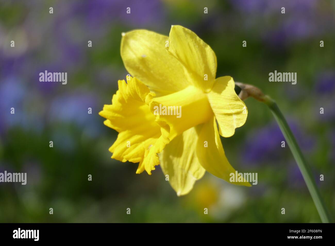Gelbe Narzisse, Narzissenblüte  (Narcissus Pseudonarcissus), Deutschland Stock Photo