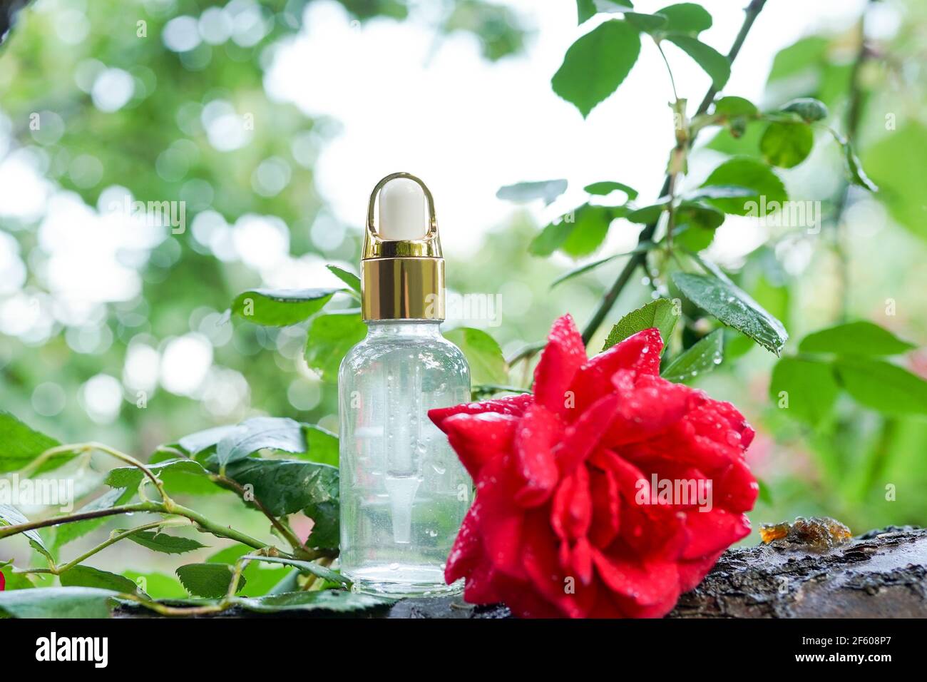 Bottles of essential oil and pink rose on the tree, green nature background, eco skin care products Stock Photo