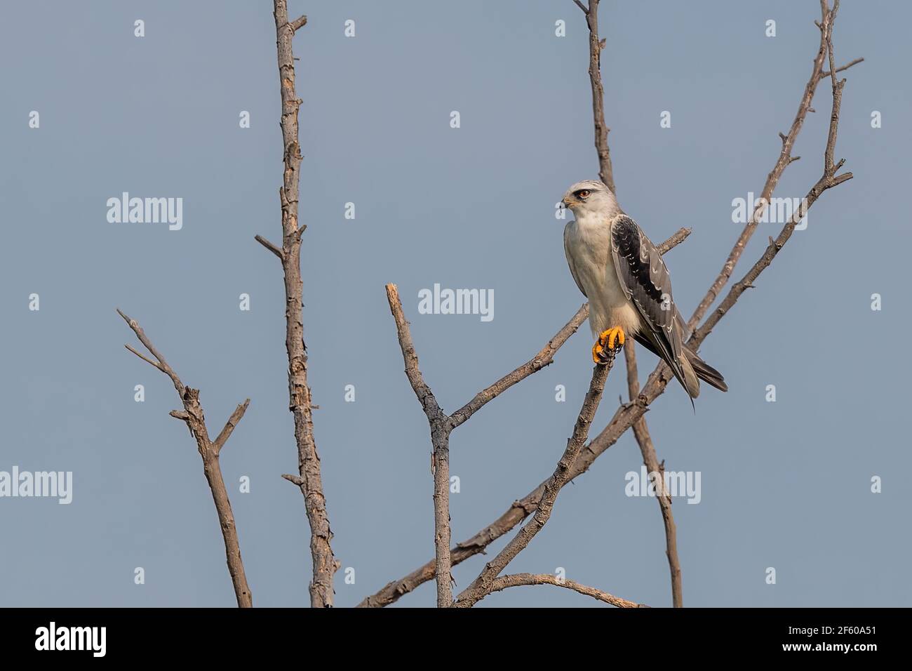 Juvenile blackwinged kite (Elanus caeruleus), also known as the black