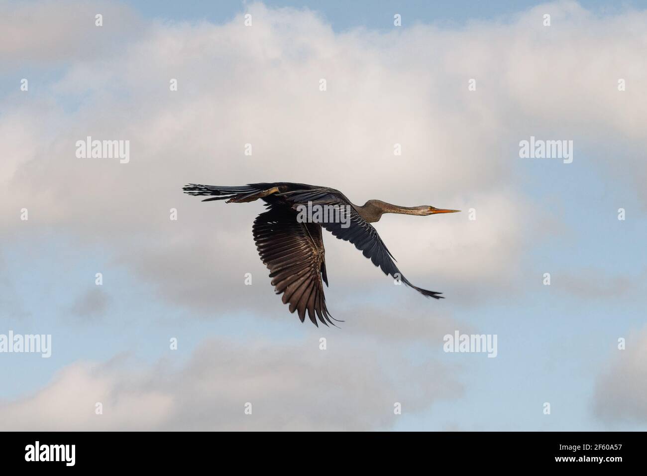 The Oriental darter (Anhinga melanogaster) is a water bird of tropical South Asia and Southeast Asia. Stock Photo