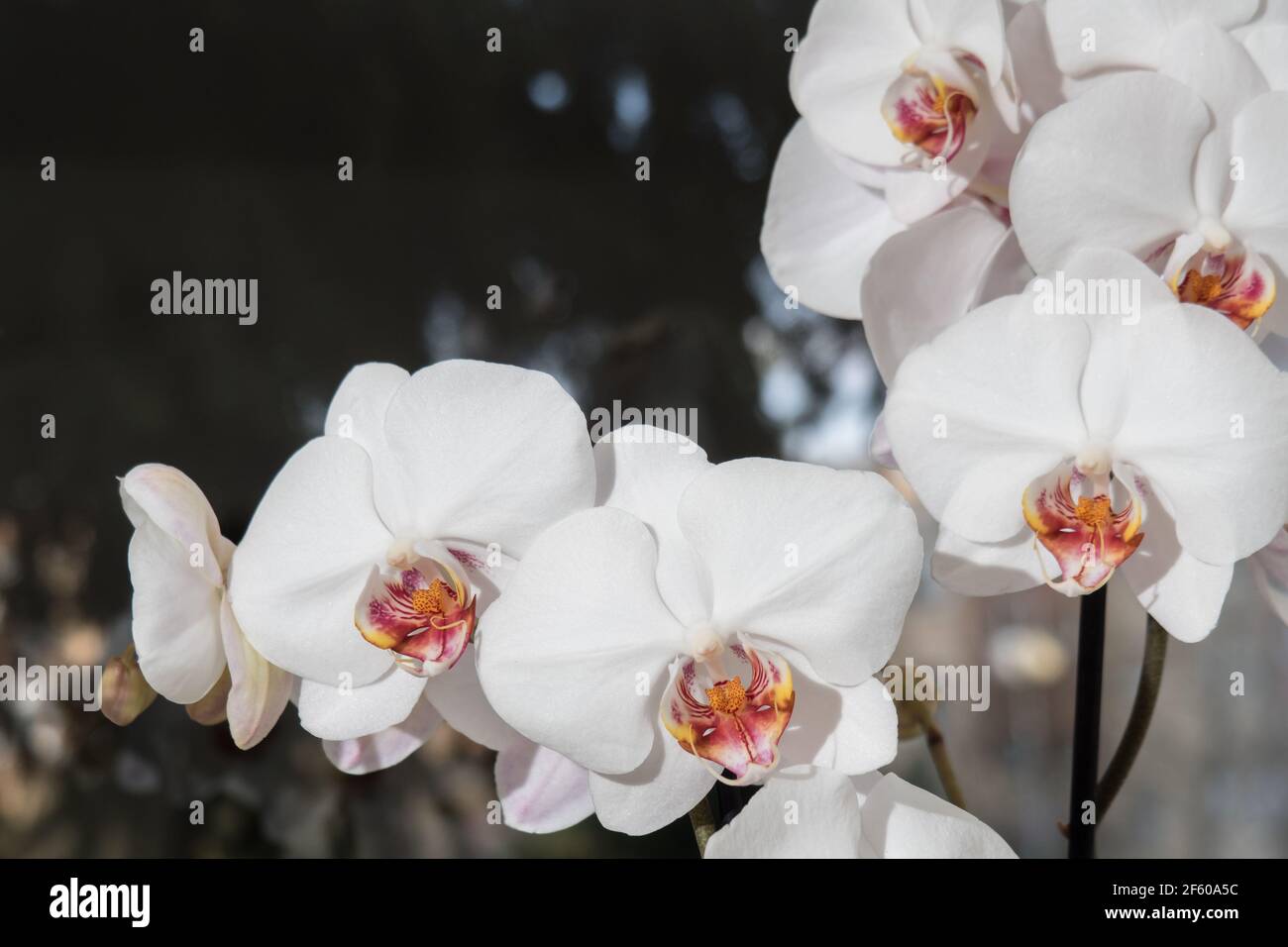 armful of white orchids on a dark background Stock Photo