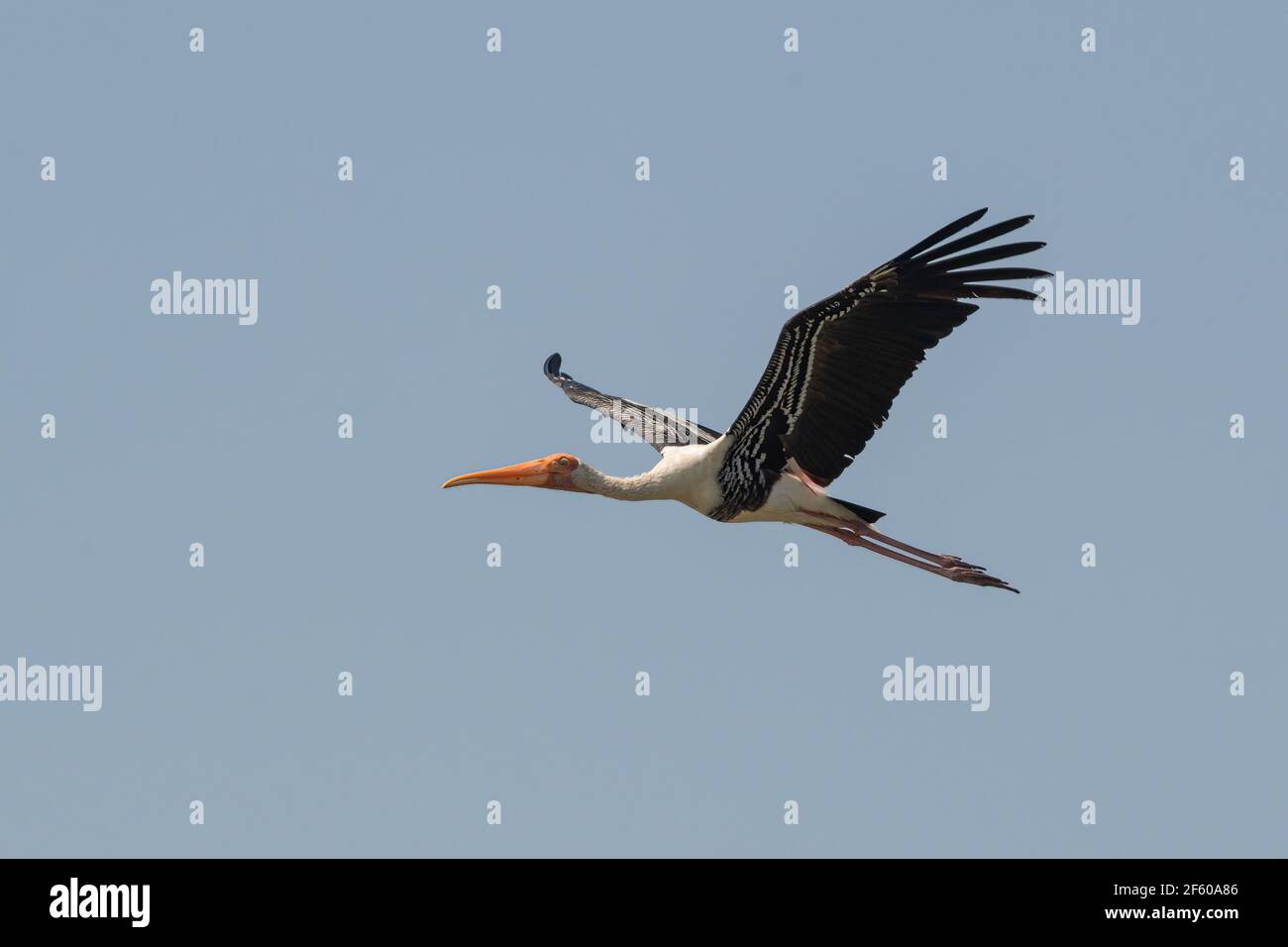 The painted stork (Mycteria leucocephala) is a large wader in the stork family. Stock Photo