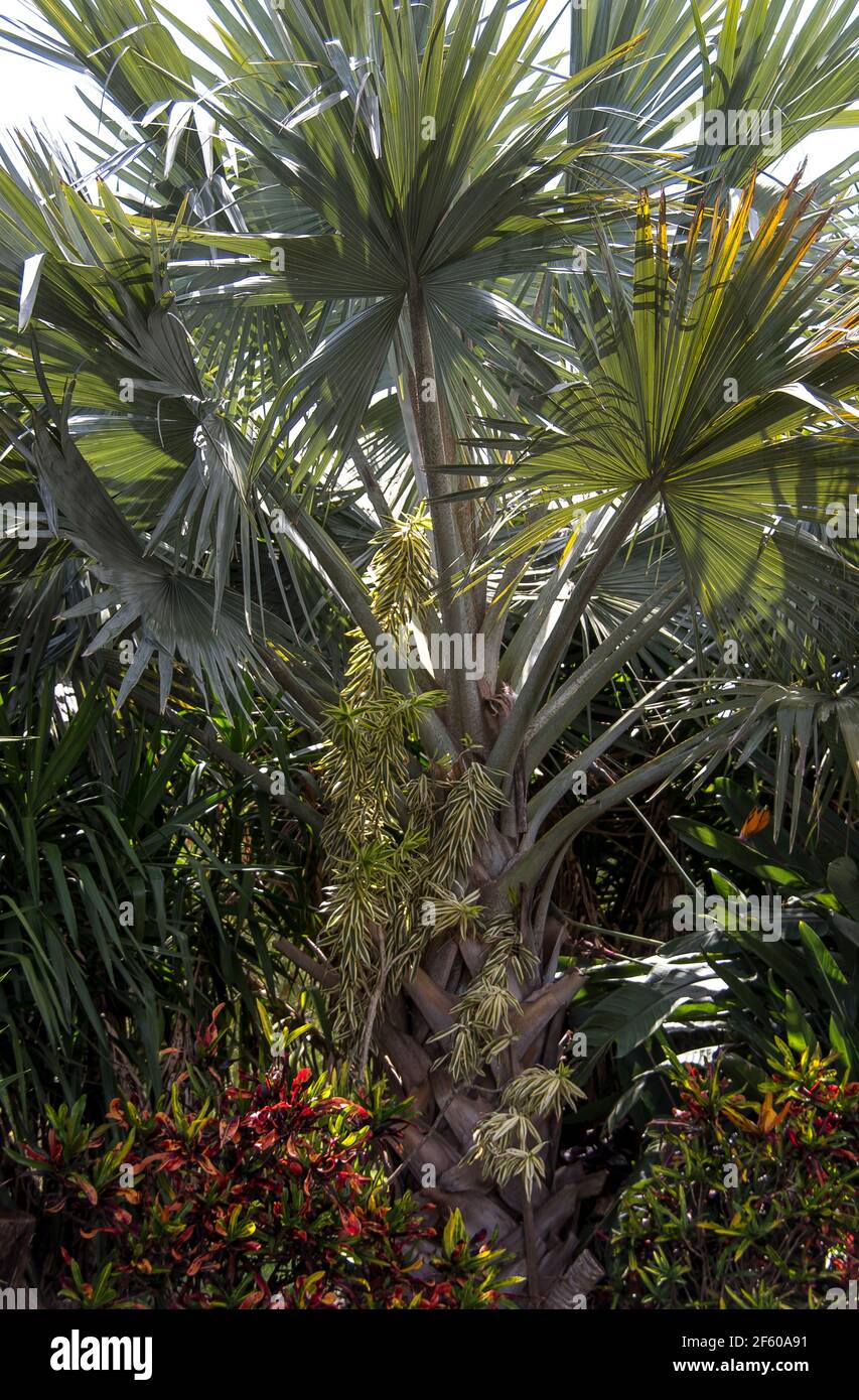Bismarck palm, Bismarckia nobilis, (native to Madagascar) in private Australian garden, Queensland, Australia. Stock Photo