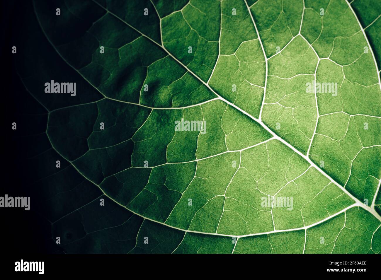 Close up beautiful green leaf background texture. Macro photography ...