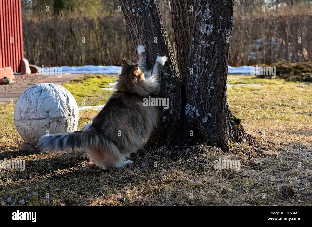 A furry norwegian forest cat scratching tree trunk Stock Photo Alamy